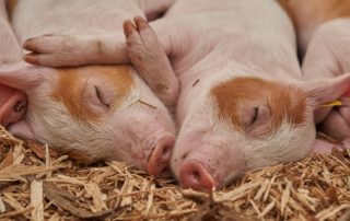 Nova normativa sobre benestar animal per al sector porcí