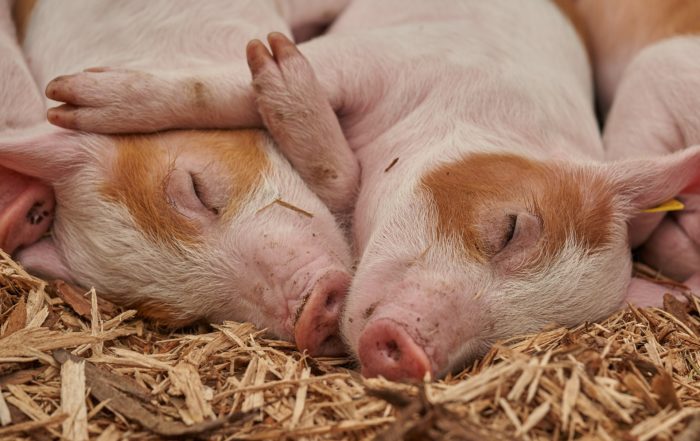 Nova normativa sobre benestar animal per al sector porcí